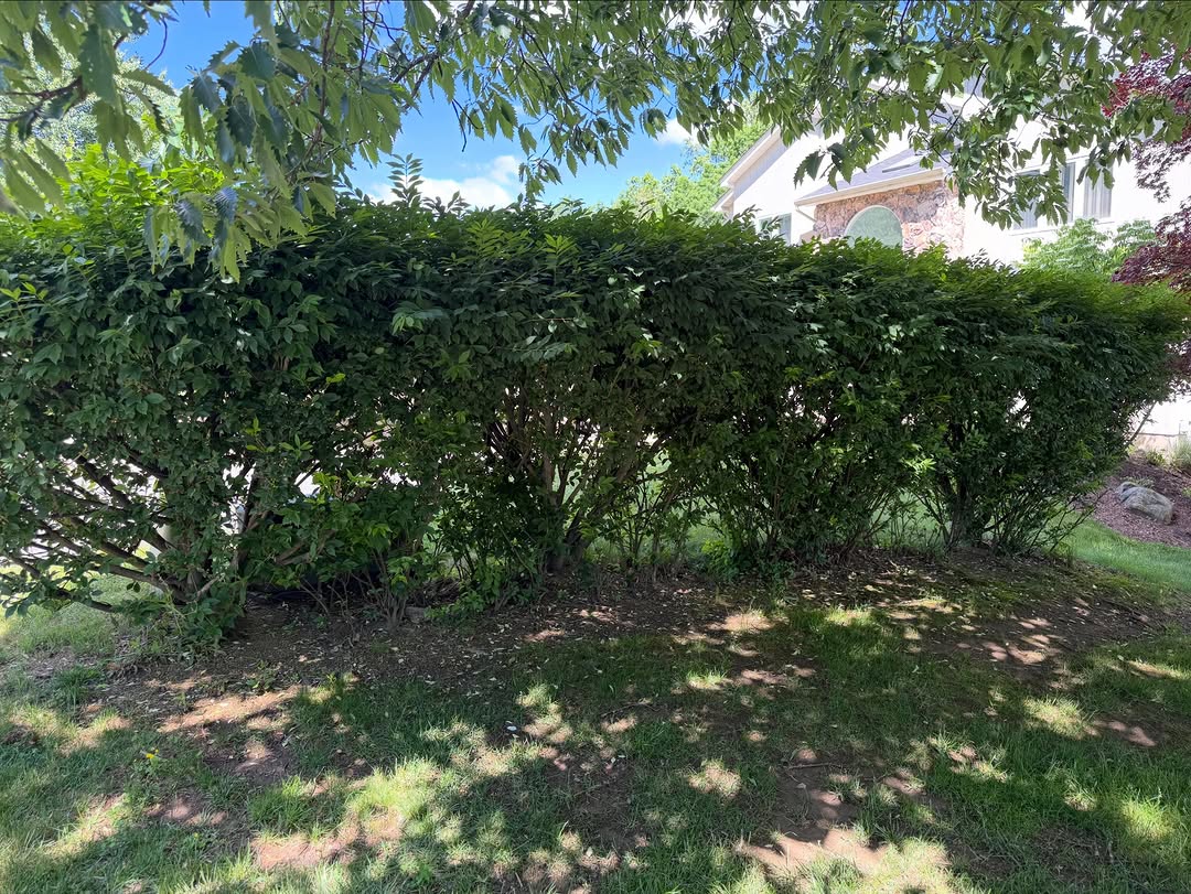 Gardening before photo 5