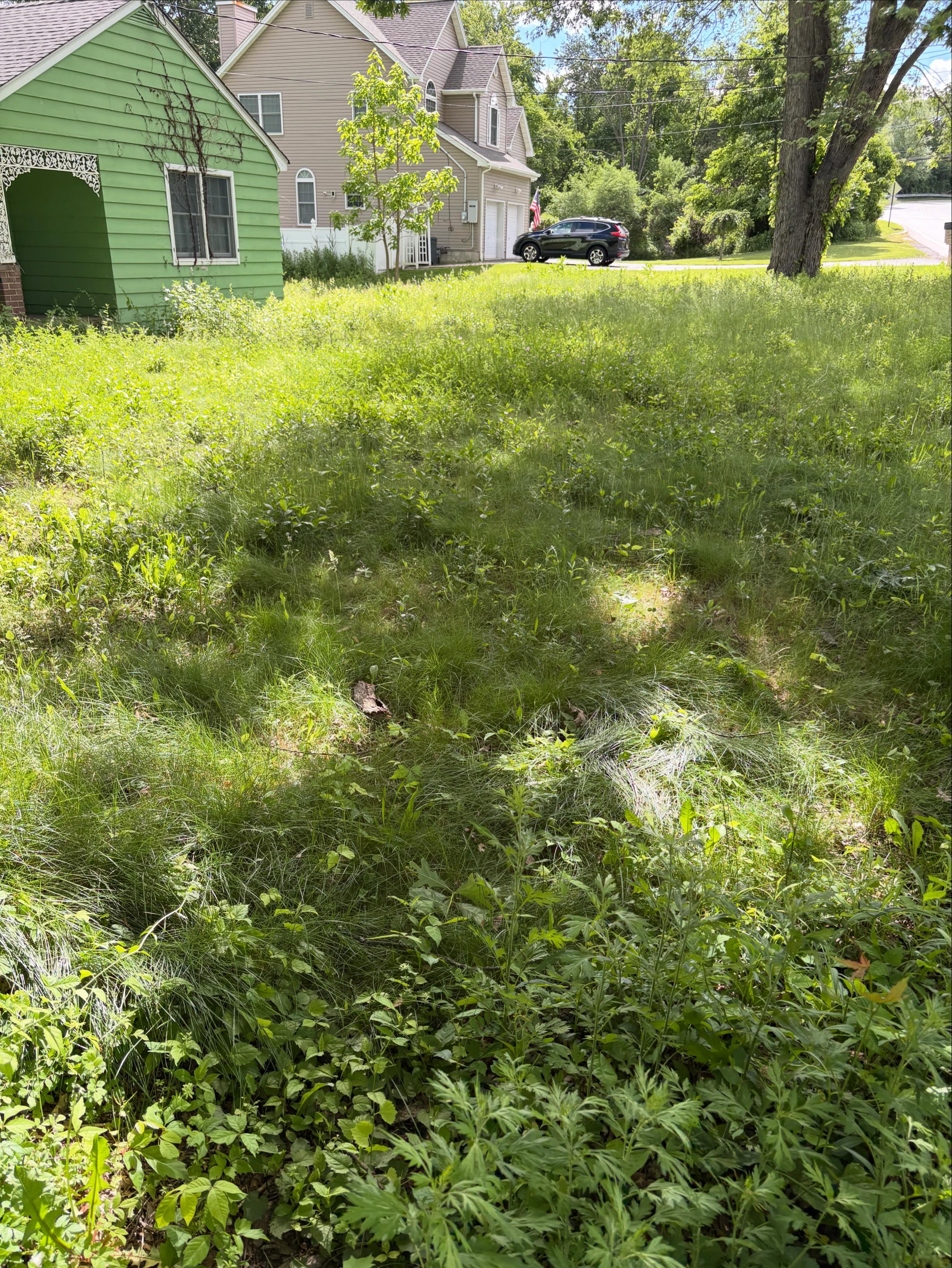 Gardening before photo 5